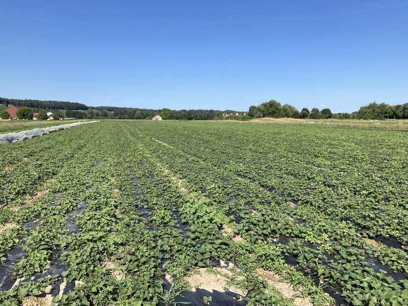 Auf 1.5ha Fläche wachsen die Süsskartoffeln üppig auf dem Tännlihof