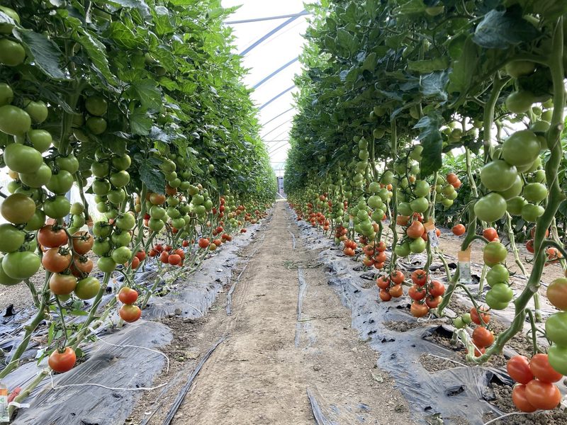 Tomaten im Gewächshaus des Tännlihofs
