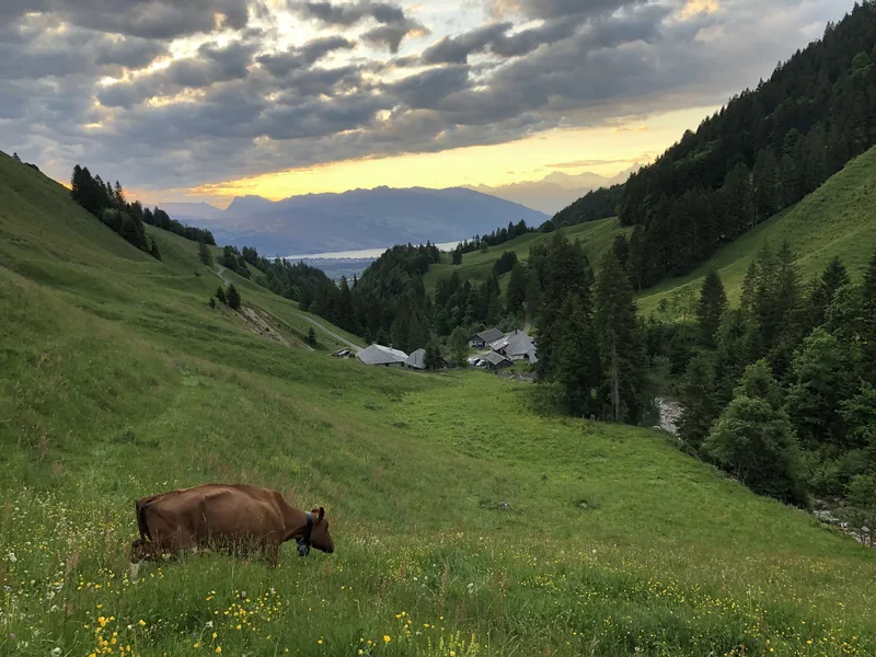 «Extreme Hochleistungskühe sind für die Alp nicht geeignet»