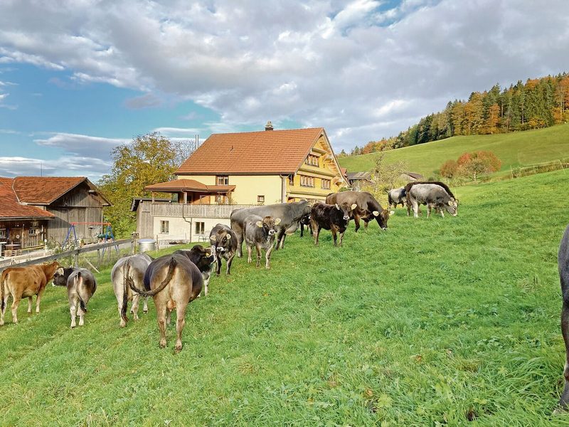 Ein Teil der Grauvieh-Herde der Familie. Einige Kühe haben noch ein bisschen OB-Blut. Besamt wird via KB oder Natursprung (zurzeit fehlt ein Stier).