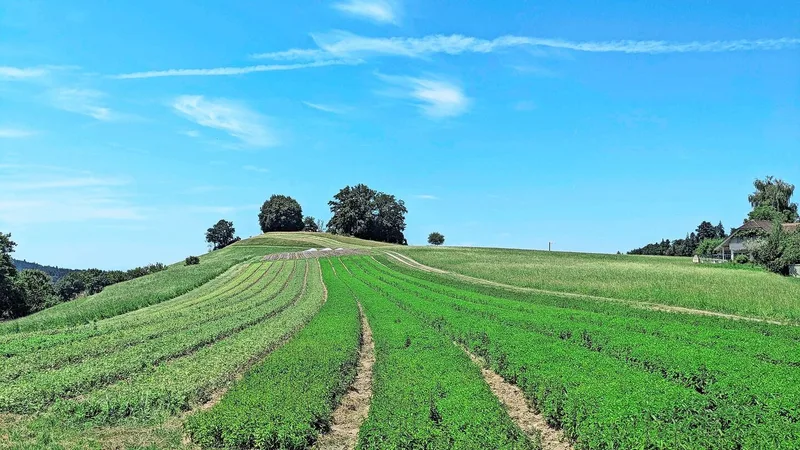 Die Minzenfelder auf dem Betrieb Isehuet.