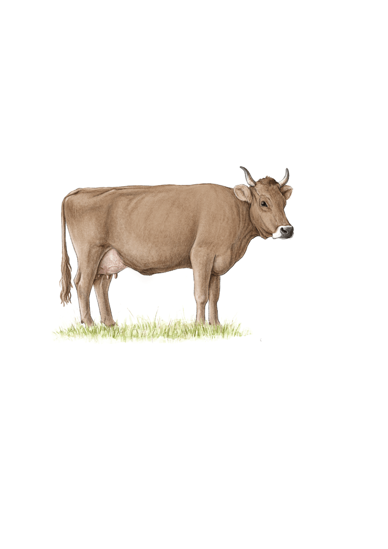 Eine Braunvieh-Kuh, von der Seite gezeichnet, steht auf einem Fleckchen Wiese.