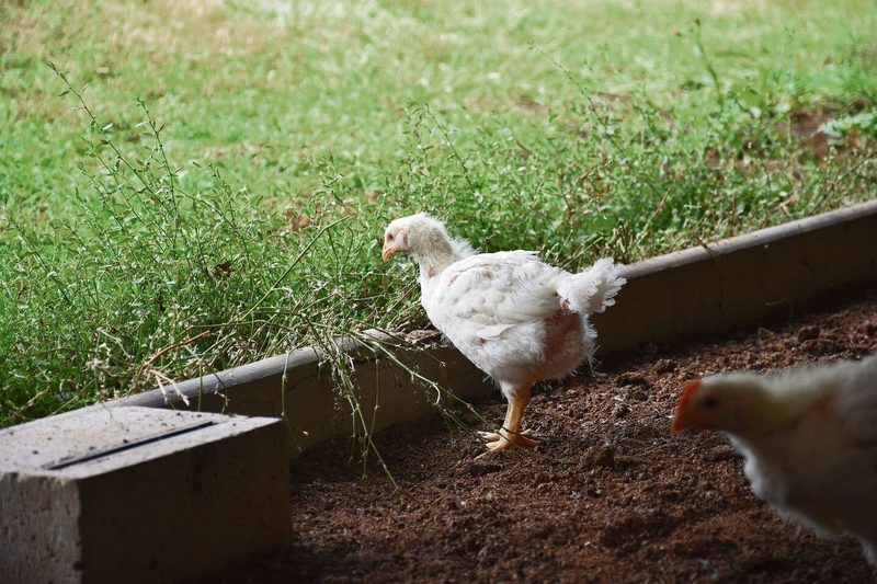 Für IP-Poulets sind drei Hubbard-Hybridlinien zugelassen. Sie sind so geartet, dass sie die Weide auch effektiv nutzen.