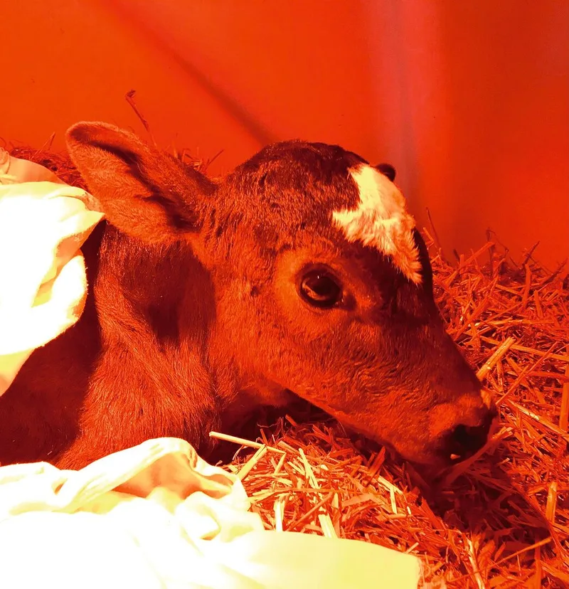 Das Kalb liegt im Stroh unter der Wärmelampe und schaut mit grossen Augen nach oben.