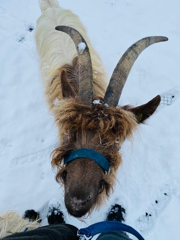 Damian Matters Ziegen spazieren mit ihm durch den Schnee
