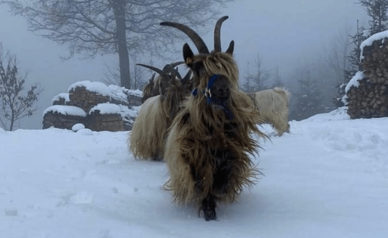 Damian Matters Ziegen spazieren mit ihm durch den Schnee