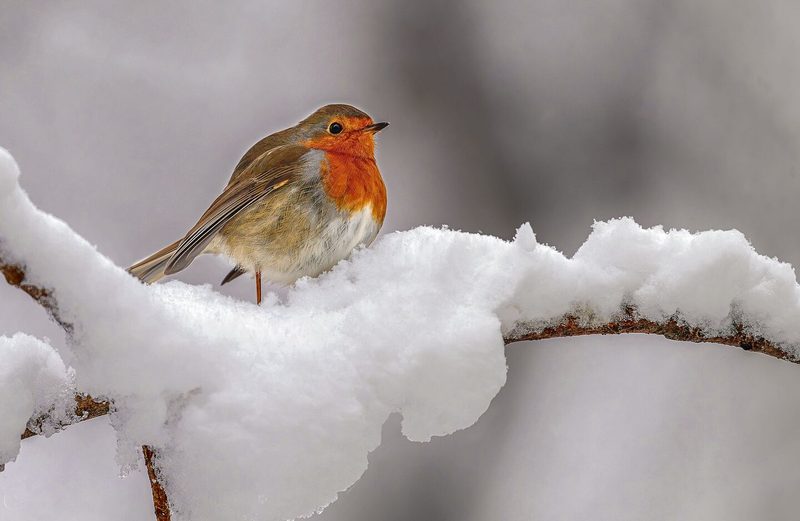 Die kleinen Vögel sind das ganze Jahr zu beobachten. Aber es sind im Sommer und im Winter nicht dieselben Exemplare.
