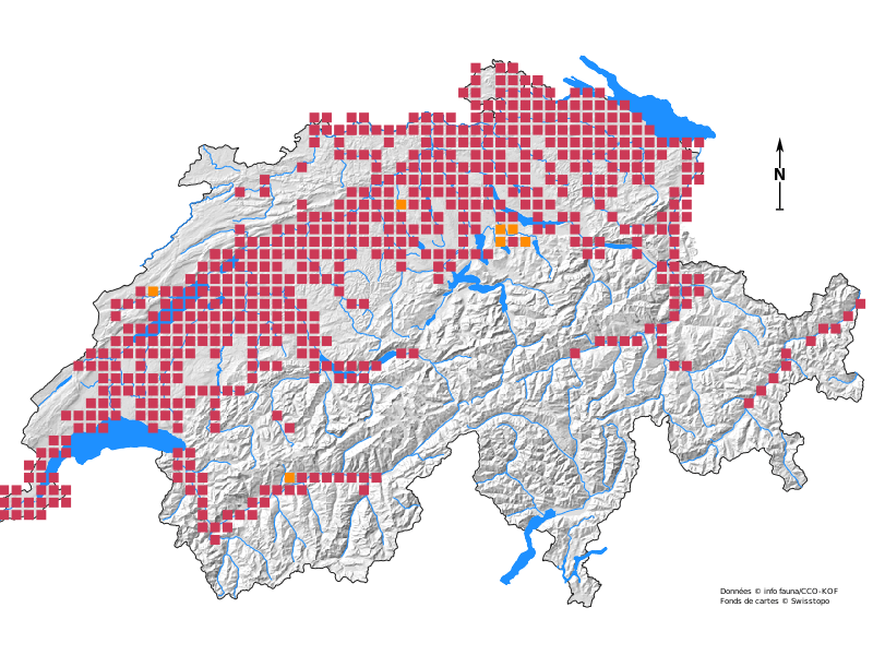 Biber: Biodiversitätsförderer und Störenfried, der sich in der Schweiz wohlfühlt