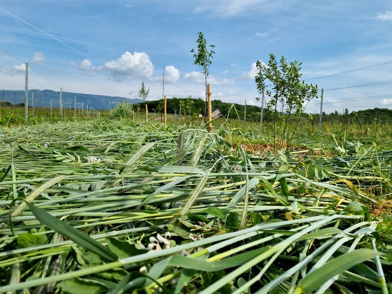 Der Bund soll wegen mangelndem Klimaschutz verklagt werden