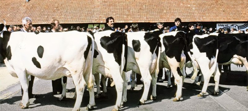 Tausende von Besuchern strömten damals zur Versteigerung der Familie Dupasquier. Sie galt als führend in der Holsteinzucht.