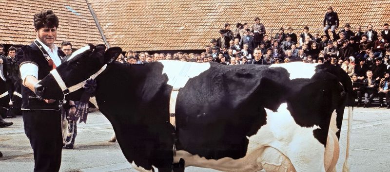 Der bekannte Züchter Oscar Dupasquier wanderte 1982 nach Kanada aus. Hier sieht man ihn an seiner Versteigerung in Bulle.