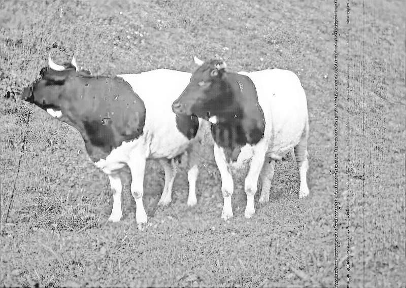 In den 1960er-Jahren gab es noch viele originale Freiburger Schwarzfleckviehkühe. Dann kam die Einkreuzung mit ausländischen Stieren.