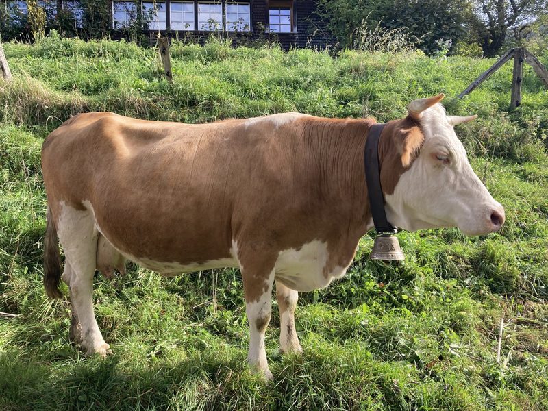 «Der Stier muss nur einmal zwinkern und die Kuh trägt schon»
