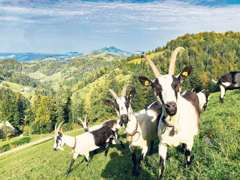 Die neugierigen Pfauenziegen vom Betrieb. Mit ihnen werden die steilsten Flächen des Betriebs bewirtschaftet.