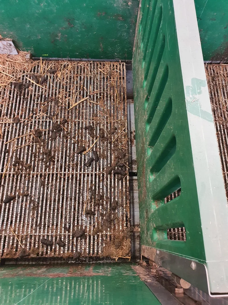 Das sorgt für glückliche Schweine durch bessere Luft im Stall