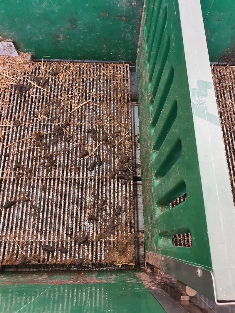 Das sorgt für glückliche Schweine durch bessere Luft im Stall