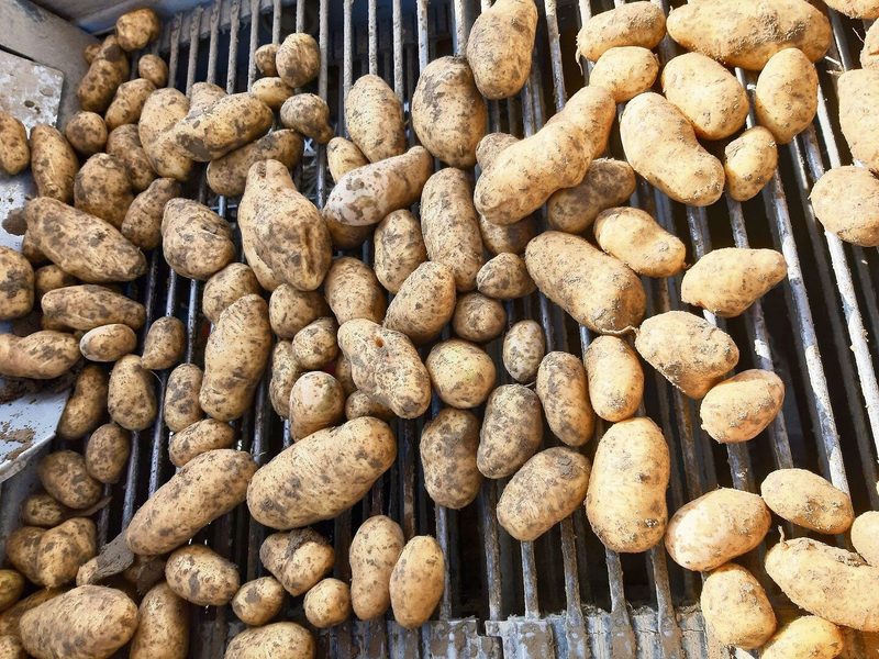 Grosse Ausfälle bei der Kartoffelernte: Die Knollen haben gelitten