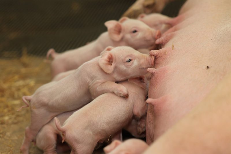 Schweizer Schweine brauchen 30 000 Tonnen weniger Futter