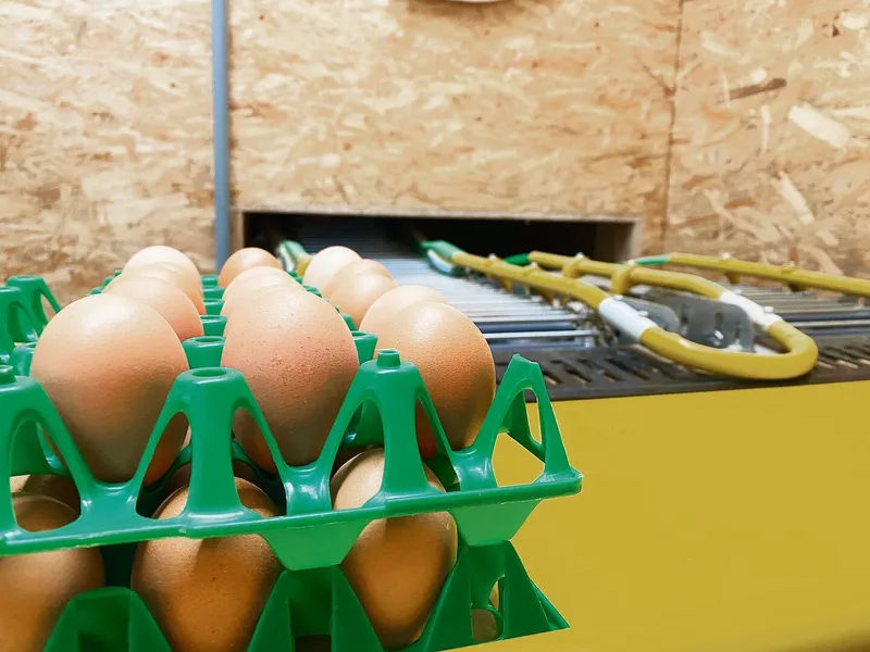 Die Eier werden klimatisiert gelagert und zweimal pro Woche durch den Lastwagen der Ei AG abgeholt.