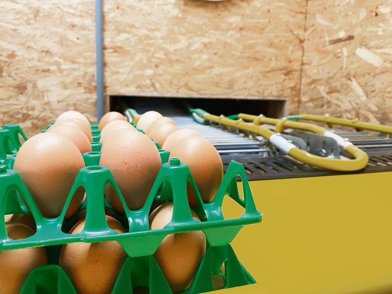 Die Eier werden klimatisiert gelagert und zweimal pro Woche durch den Lastwagen der Ei AG abgeholt.
