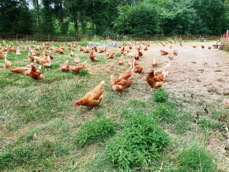 Die Hennen tummeln sich gerne auf der Weide. Als sie wegen der Vogelgrippe im Wintergarten bleiben mussten, verhielten sie sich friedlich.