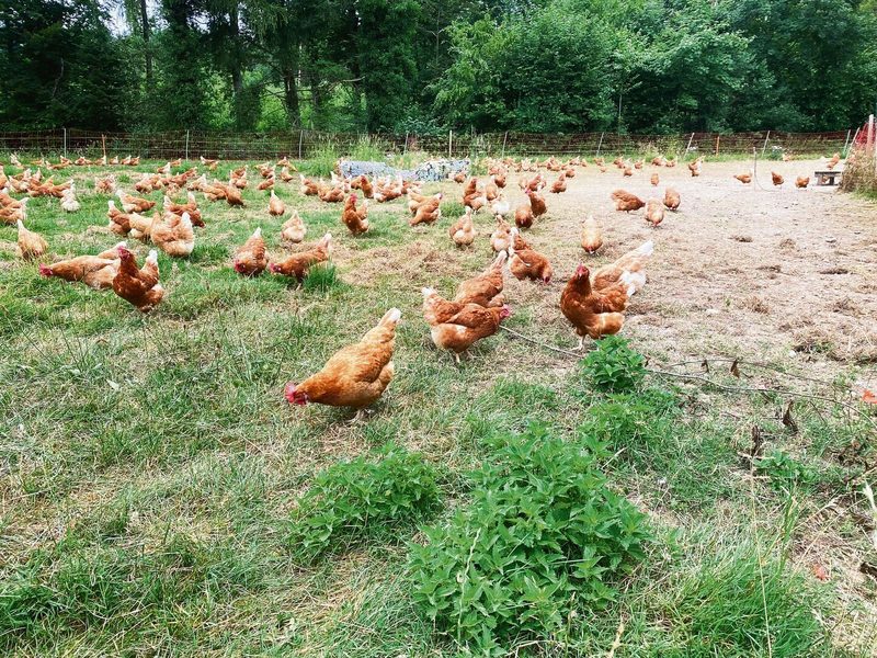 Die Hennen tummeln sich gerne auf der Weide. Als sie wegen der Vogelgrippe im Wintergarten bleiben mussten, verhielten sie sich friedlich.