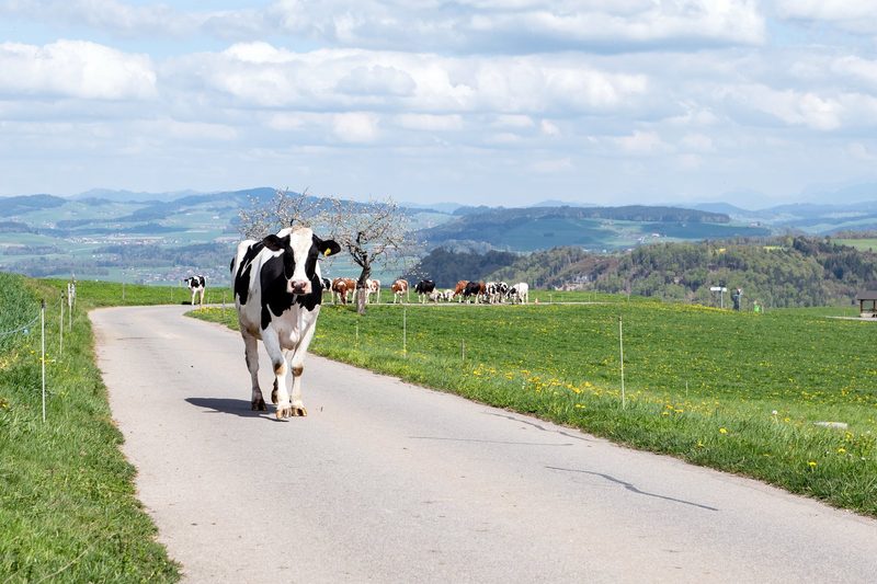 «Macht es, wenn ihr es machen möchtet», rät Nina Gertsch anderen jungen Frauen mit dem Berufswunsch Landwirtin
