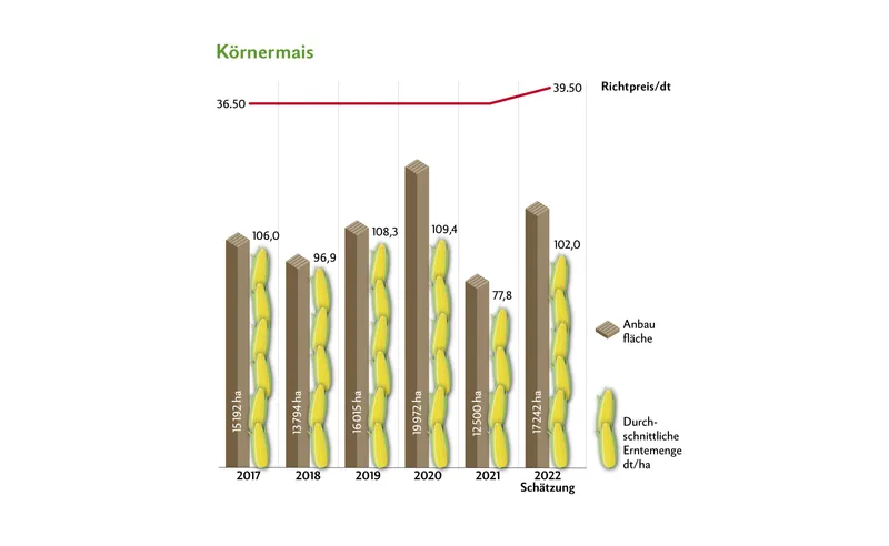 Höhere Erträge und höhere Preise bei Kartoffeln, Körnermais und Zuckerrüben