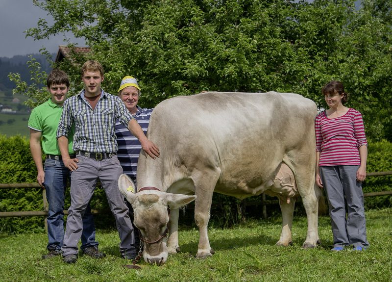 Braunvieh knackt erneut die 7300-Kilo-Marke