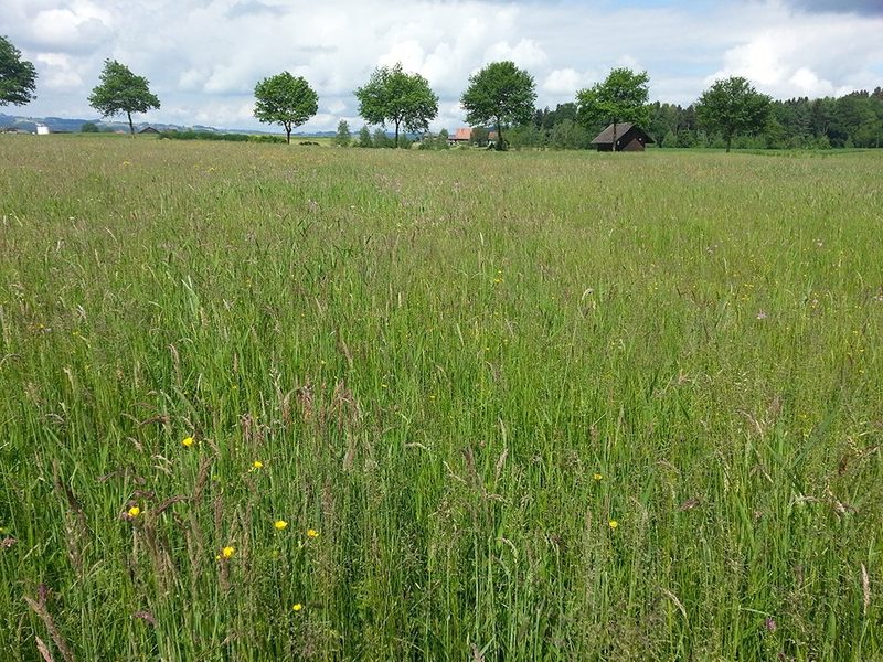 Studie: Warum es zwar genug Biodiversitätsförderflächen hat, deren Qualität aber nicht stimmt