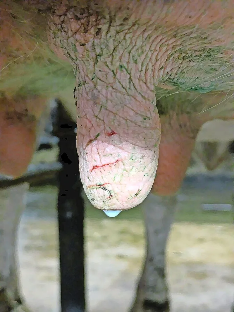 An rissiger Zitzenhaut können mehr Keime haften.