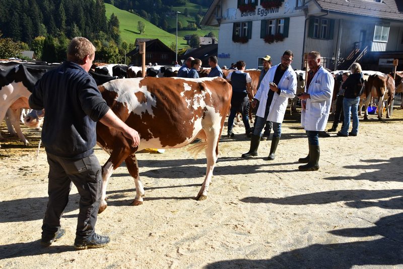 Freudentränen für 98 Punkte: Vieh- und Beständeschauen bedeuten Emotionen, Tradition und Leidenschaft