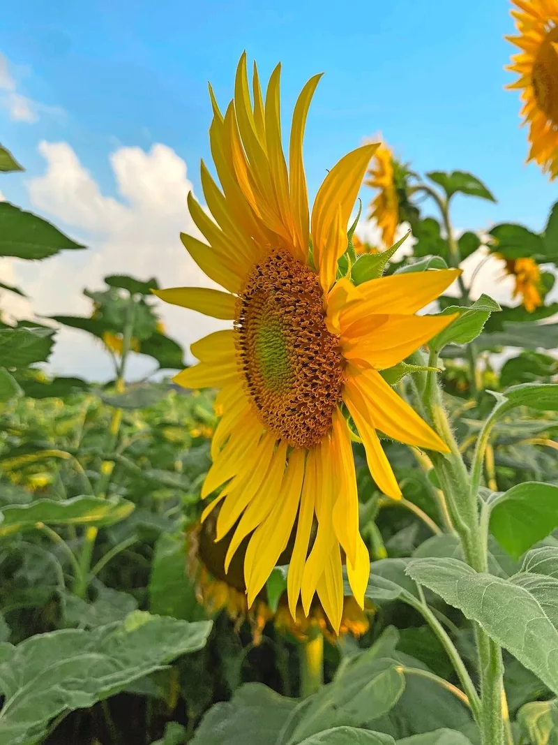 Die Anbaufläche von Sonnenblumen in der Schweiz ist in den letzten zehn Jahren um 20 % gestiegen.