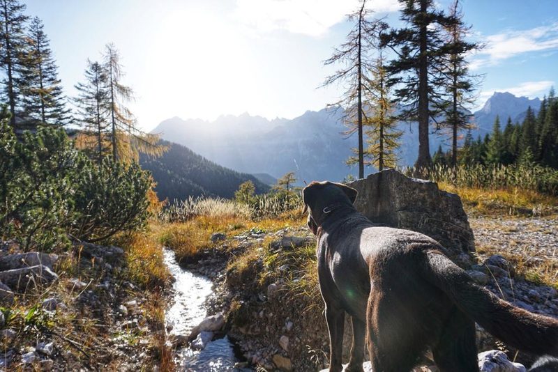 Trotz heisser Temperaturen: Brunnen sind schlechte Freibäder für Hunde