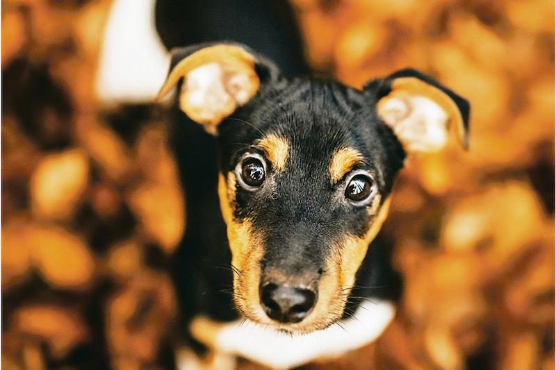 Junge Hunde sind neugierig und erkunden gerne ihre Umgebung. Das bringt mit sich, dass sie Wanderern nachlaufen. Ihr Ausbüxen wird teilweise gebüsst. (Bild Helene Marti)