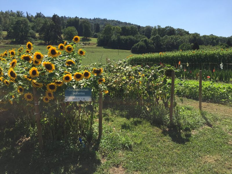 Die Blumenexperten von der Freihof-Farm haben Anbau und Vermarktung perfektioniert