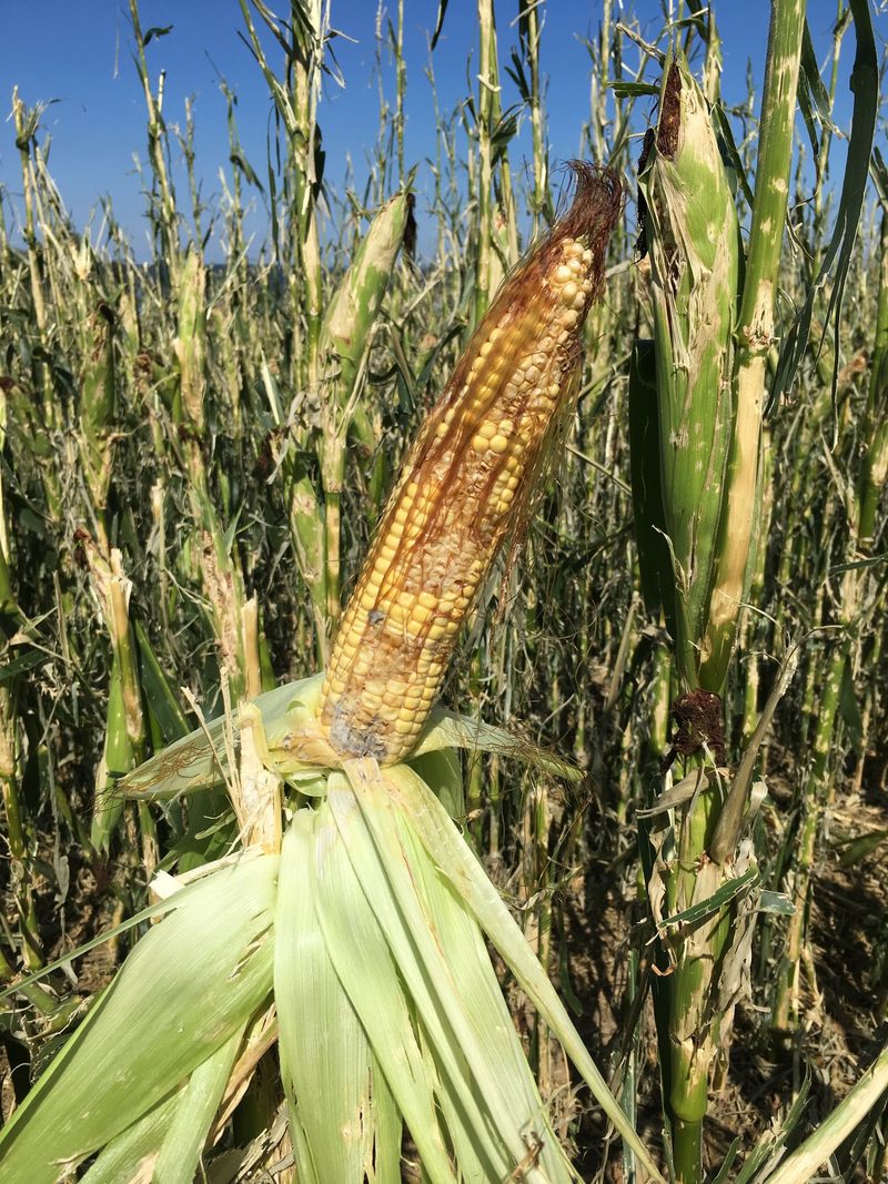 Prämienrabatte für Landwirte, die nachhaltig wirtschaften