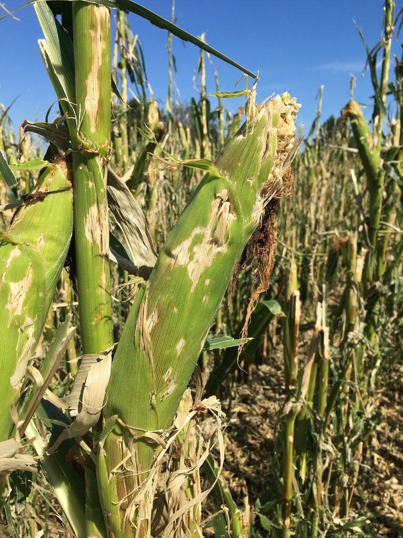 Prämienrabatte für Landwirte, die nachhaltig wirtschaften
