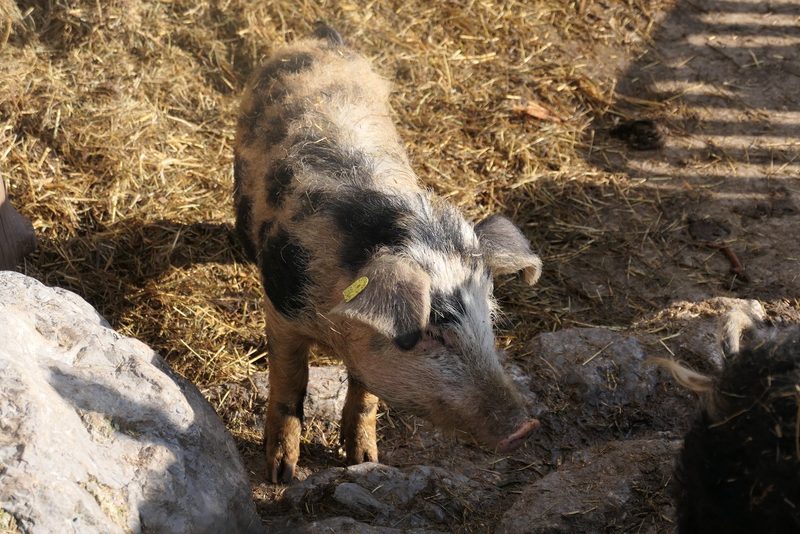 Schlachten in gewohnter Umgebung