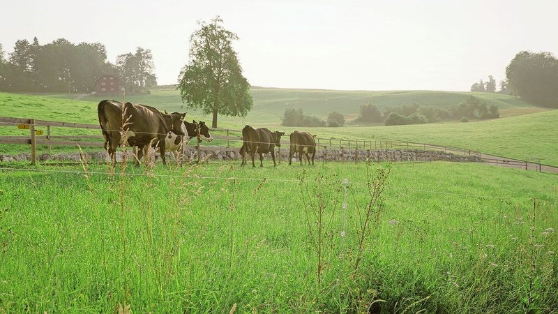 Von Morgens bis Abends sind die Kühe auf der Weide unterwegs. Dank dem, dass alle Wiesen rund um den Betrieb arrondiert sind, sind Vollweide und saisonales Abkalben möglich.