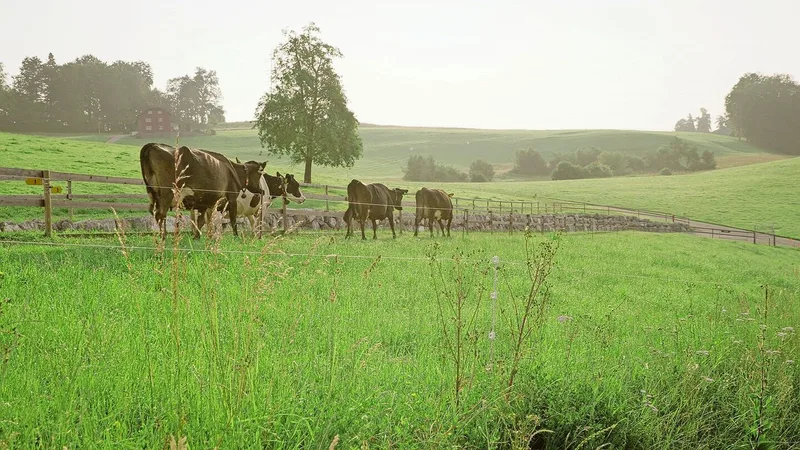 Von Morgens bis Abends sind die Kühe auf der Weide unterwegs. Dank dem, dass alle Wiesen rund um den Betrieb arrondiert sind, sind Vollweide und saisonales Abkalben möglich.