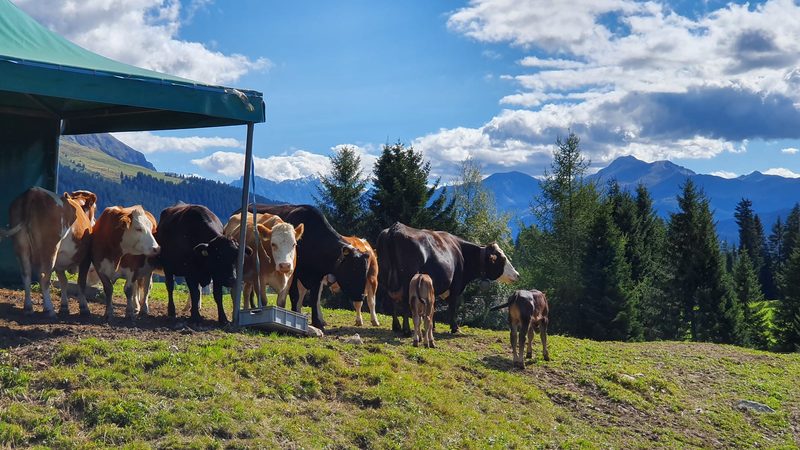 Am Hinterwälder-Züchterausflug nach Graubünden gab es Neues und Traditionelles zu sehen