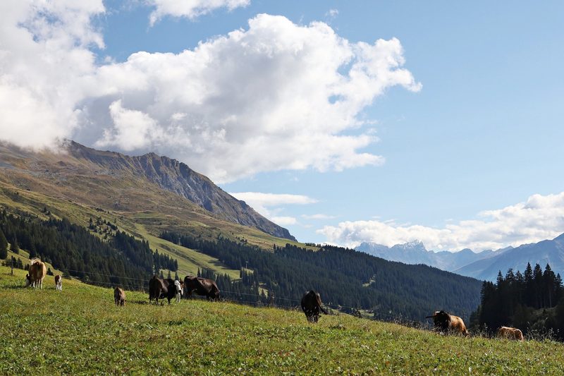Am Hinterwälder-Züchterausflug nach Graubünden gab es Neues und Traditionelles zu sehen