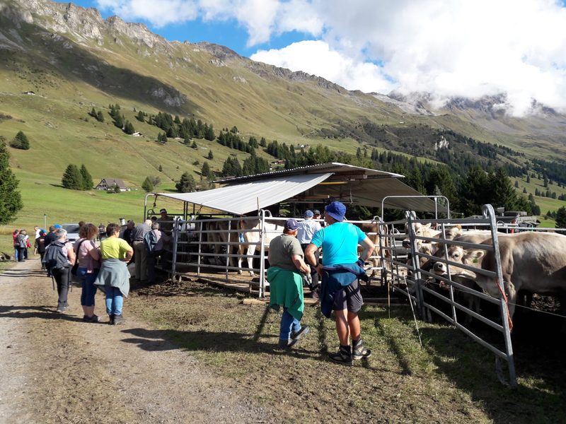Am Hinterwälder-Züchterausflug nach Graubünden gab es Neues und Traditionelles zu sehen