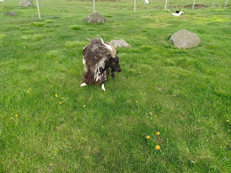 Mit 26 Schweizern Island entdeckt
