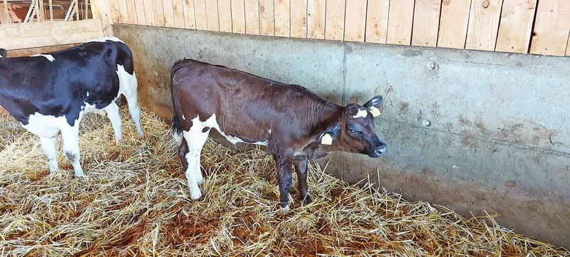 Ein Kalb mit Ohrenschmerzen: Ohrenentzündungen sind bei Kälbern ein typisches Anzeichen einer Infektion mit M. bovis.