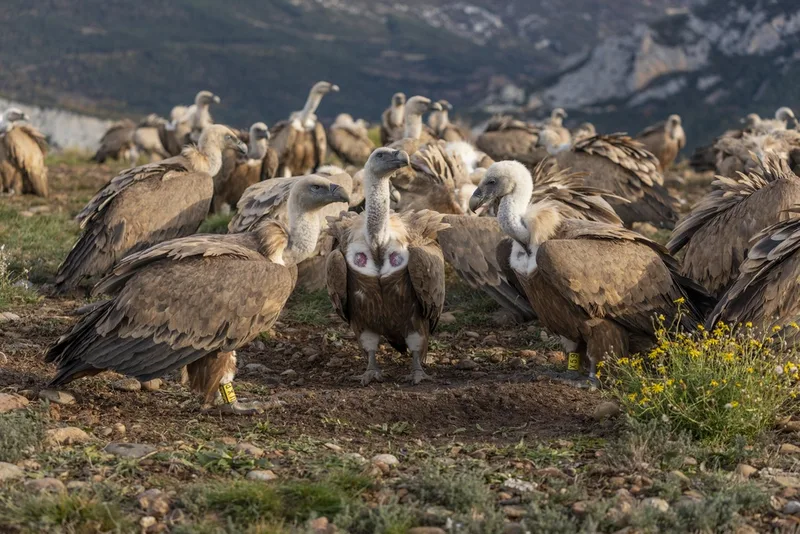 Gänsegeier: Bauern sehen ein Problem im Anflug