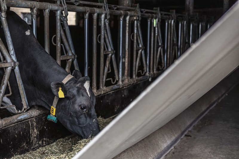 Eine Holstein-Kuh streckt den Kopf durch das Futtergitter und frisst, während die angehobene Plane direkt vor ihrer Nase gespannt ist.