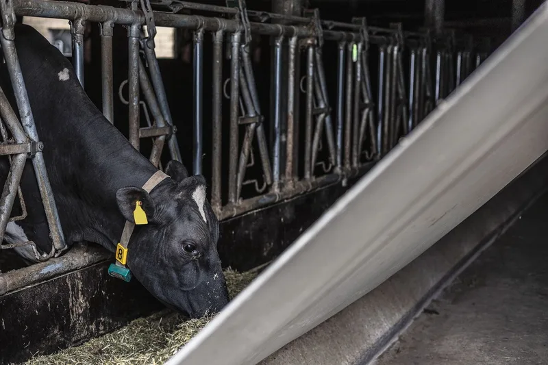 Eine Holstein-Kuh streckt den Kopf durch das Futtergitter und frisst, während die angehobene Plane direkt vor ihrer Nase gespannt ist.