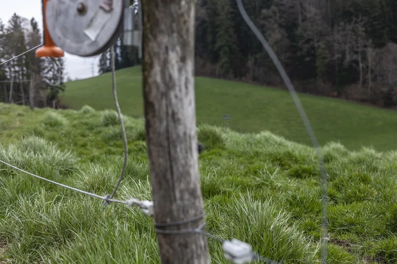 Im Vordergrund ist ein Zaunpfahl zu sehen, an dem Draht befestigt ist. Der Fokus liegt allerdings auf dem saftig-grünen Gras, das im Hintergrund auf der Weide wächst.